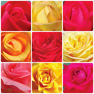 玫瑰花马赛克拼贴画正方形黄色玫瑰季节宏观红色植物群粉色图片