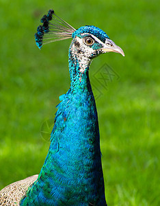 孔雀蓝色仪式尾巴羽毛男性水平脖子公鸡活力展览图片
