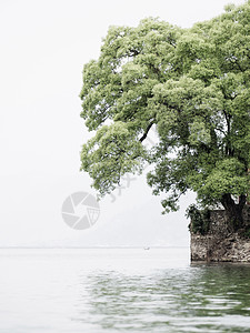 湖边的树池塘植物天空季节风景叶子环境反射薄雾图片