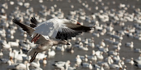 雪雁鸟类动物群过境荒野雪鹅羽毛迁移野生动物水禽动物图片