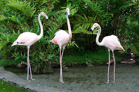 火烈鸟动物园黑色粉色动物群热带异国玫瑰脖子翅膀白色图片