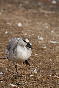 雪鹅鸡观鸟航班动物群鸟类水禽气候过境蓝藻野生动物荒野图片