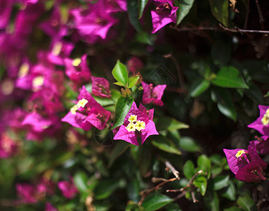粉红加冰镇衬套花瓣红色晴天灌木花园植物群绿色紫色树叶图片
