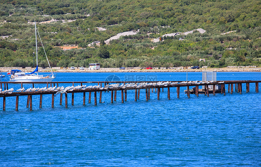 克罗地亚普纳特荒野远景海水海岸码头蓝色场景海滩旅行海鸥图片