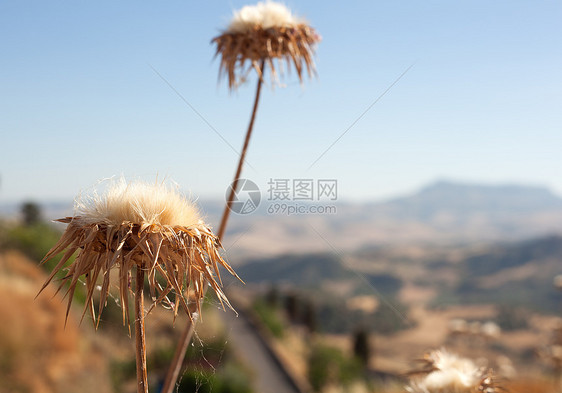 干旱农村地区多刺砗磲国家灌木丛植物发黄图片