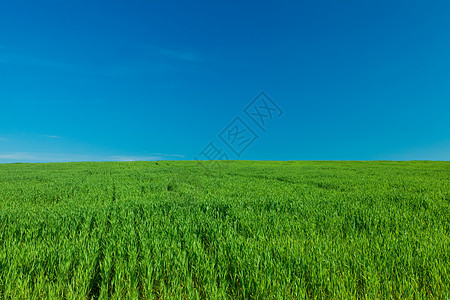 绿草和有云的天空气候地平线场地场景植物环境阳光公园牧场季节图片