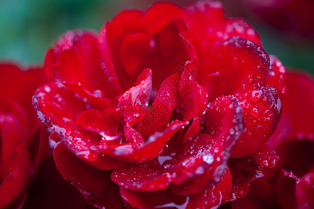 玫瑰带雨滴红色美丽叶子摄影天气夫妻宏观绿色水平花瓣图片