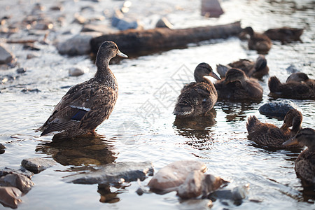 鸭子在水面上团体闲暇教学家庭小鸭子养育母亲野生动物账单领导者图片