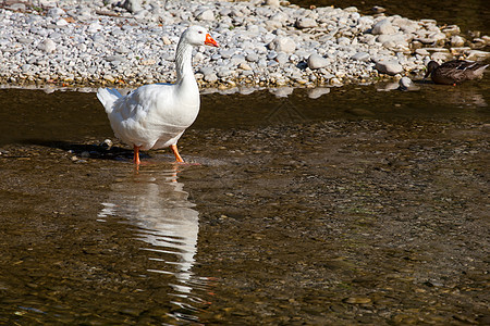 白鹅鸭子白色动物背景图片