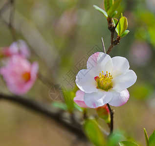 樱花树叶叶子园艺黄色白色植物学灌木绿色花园花朵图片