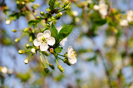 樱李叶子花瓣白色生长宏观绿色天空季节植物学阳光图片