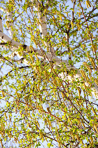 弹簧燃烧透视叶子条款桦木天空森林季节处女微风白色背景图片