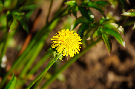 黄色花层花瓣城市绿色乡村图片