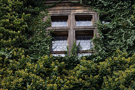 与 Ivy 相交的窗口住房草地窗户家庭场景财产奢华家园建筑住宅图片