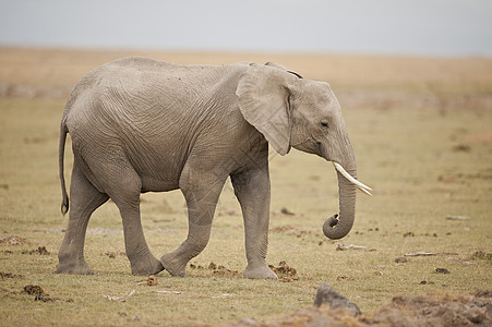 萨凡纳大象动物耳朵食草哺乳动物獠牙树干野生动物荒野厚皮大草原图片