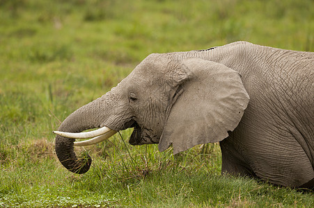 大象放牧耳朵食草树干獠牙哺乳动物象牙野生动物厚皮动物荒野图片