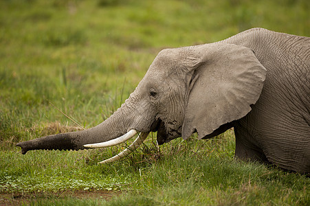 大象放牧獠牙厚皮野生动物荒野象牙动物耳朵树干食草哺乳动物图片