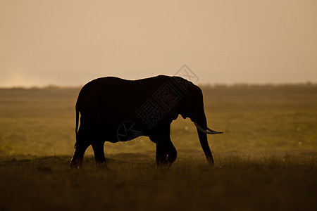 大象看到背立荒野动物野生动物树干厚皮耳朵象牙獠牙哺乳动物食草图片