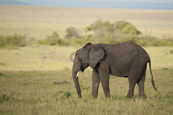 萨凡纳大象哺乳动物食草獠牙荒野大草原耳朵厚皮象牙野生动物动物图片