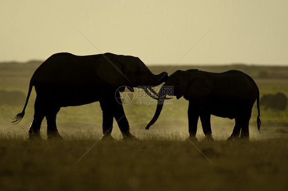 发现两只大象厚皮獠牙食草耳朵野生动物大草原象牙荒野哺乳动物树干图片