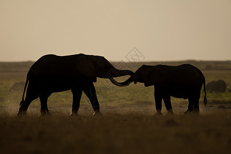 发现两只大象獠牙象牙背光大草原耳朵野生动物食草荒野哺乳动物动物图片