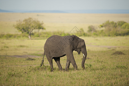 萨凡纳大象哺乳动物荒野食草象牙耳朵动物大草原厚皮野生动物獠牙图片