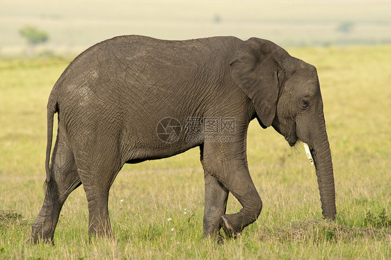 萨凡纳大象动物大草原荒野野生动物厚皮獠牙哺乳动物树干食草象牙图片