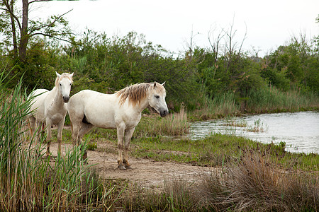 卡马格马匹白马沼泽自然保护区小马湿地废墟动物植被图片
