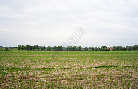 玉米田田地收获美化植物风景场景天气乡村燕麦绿色谷物图片