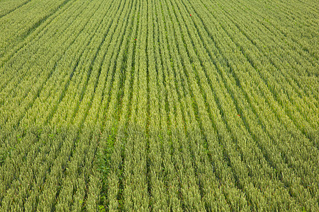 小麦田农业农场绿色天气生长乡村植物美化场景谷物图片