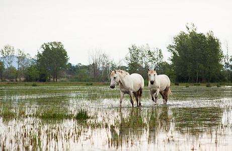 卡马格马匹废墟沼泽小马植被自然保护区白马湿地动物图片