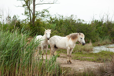 卡马格马匹自然保护区废墟动物白马小马沼泽植被湿地图片