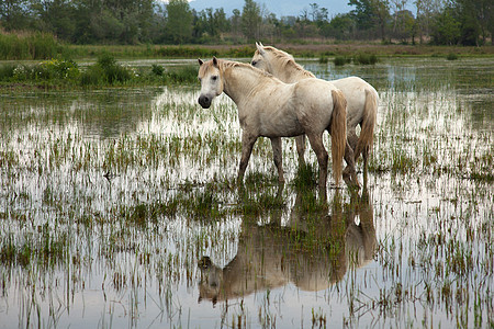 卡马格马匹动物小马白马自然保护区植被湿地废墟沼泽背景图片