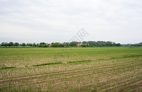 玉米田田地农业生长乡村农场风景燕麦绿色收获草地场地图片