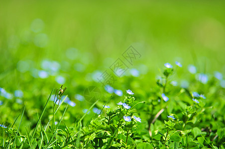 忘记我 不是蓝色的花朵 落到绿草中 水滴上花束叶子荒野场地团体植物季节植物群生长野花图片