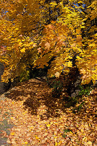 黄黄色秋树车道金子风景植物空地草地背光树木太阳公园图片