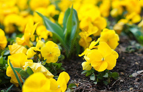 春天时间 第一个三色比奥拉花蓝色宏观植物学叶子稀有性紫色场地晴天阳光花序图片