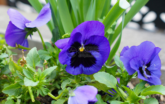 春天时间 第一个三色比奥拉花宏观园艺阳光晴天中提琴花瓣天鹅绒场地紫色花序图片
