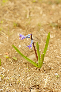 林中初春蓝花花瓣雌蕊摄影植被花朵荒野环境白头翁生态树叶图片