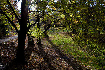 秋林中美丽的阳光照耀着衬套金子远足车道公园阴影树叶环境空地草地图片