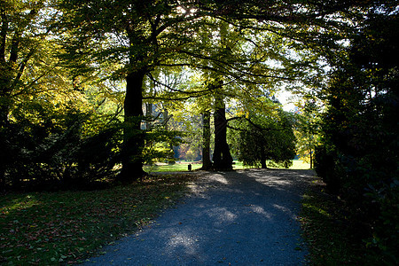 秋木的黄树和黄树叶植物场景衬套太阳远足金子森林树木人行道草地图片