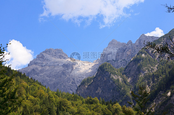 朱利安阿尔卑斯松林绿色假期花园风景木头草地天空植物农村图片