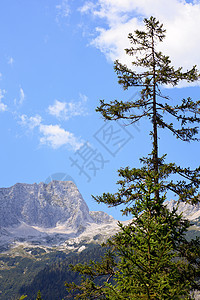 朱利安阿尔卑斯国家松林天空乡村草地木头花园牧场假期场景图片