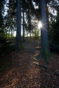 秋林中美丽的阳光照耀着苔藓力量山毛榉叶子背光薄雾生活植物人行道树干图片