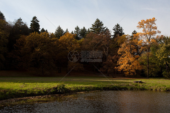 秋林中的池塘和黄树树叶植物远足季节叶子树木车道阳光文化空地图片