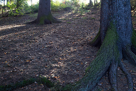 秋林中树根的根生活背光场景苔藓薄雾太阳阳光人行道植物叶子图片