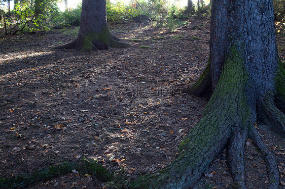 秋林中树根的根生活背光场景苔藓薄雾太阳阳光人行道植物叶子图片