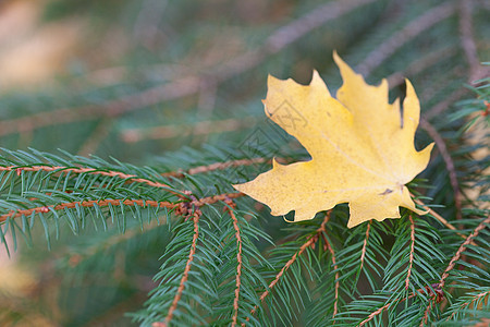 fir 树枝上的黄色绿叶图片