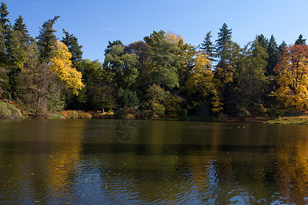 美丽的秋天风景 有丰富多彩的树木和池塘车道森林空地衬套叶子人行道文化场景阳光远足图片