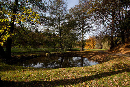 秋林中的池塘和黄树空地树木植物环境公园树叶阴影美丽车道风景图片